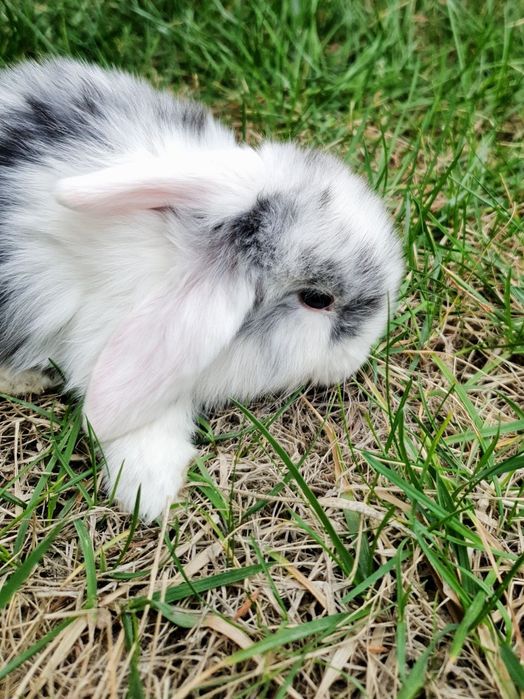 Zotdor quyonchalar sotiladi arzon narxlarda