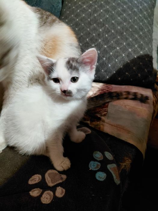 Котёнка в добрые руки