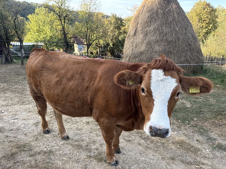 Vand manzata (13luni)