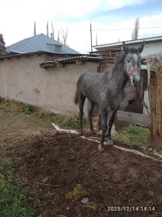 Сельхоз животные