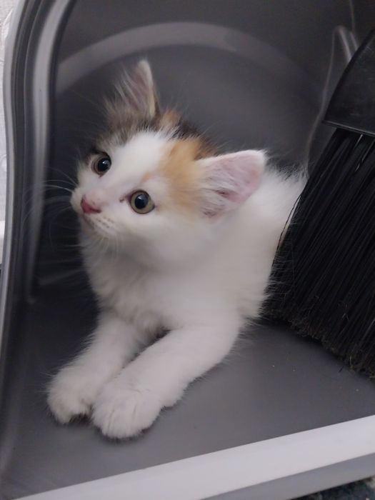 отдам котят новостройка бесплатно