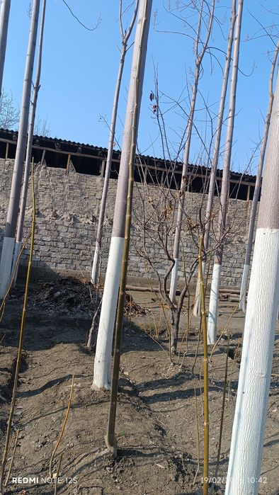 Павлония дарахт сотилади