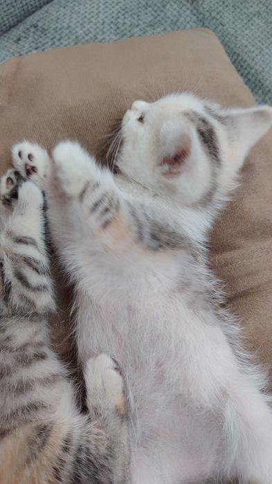 Отдам котят в добрые руки