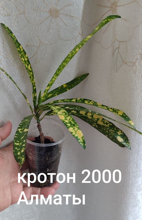 Кротон укоренённый