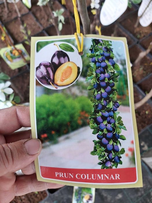 pomi columnari la ghiveci