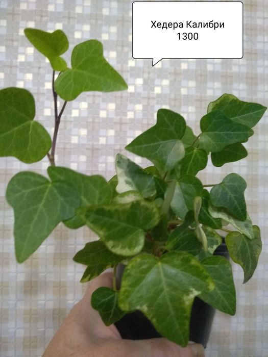 Продам Комнатные цветы