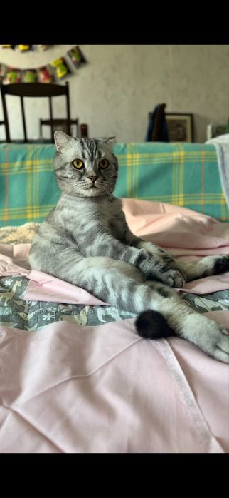 Шотландская веслоухая