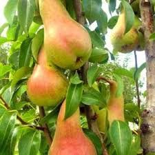 Peri pitici Parizian