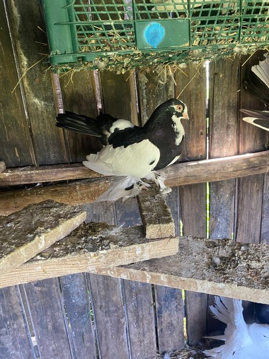 Vand 3 porumbei rolleri