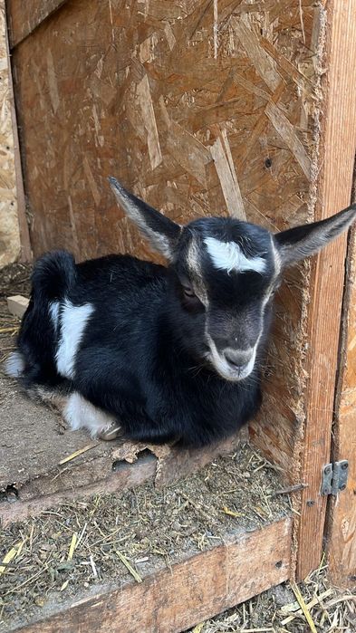 Козлята альпо/англонубийские