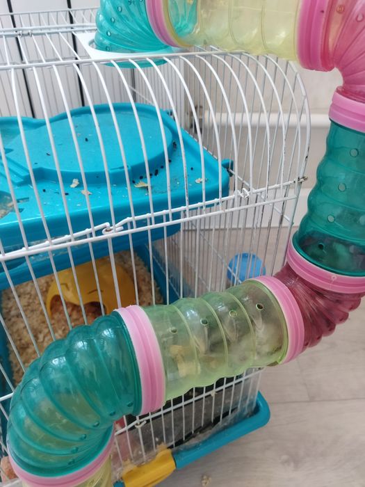 Хомячки ручные хомяк