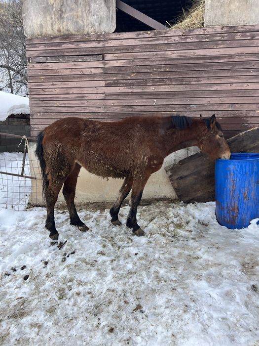 Семіз полутяж байтал