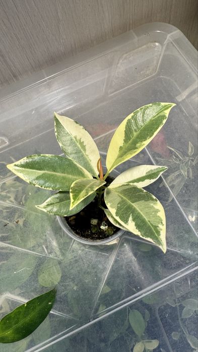 Фикус Коконат  Крем, Мунлайт, БлекДаймонд