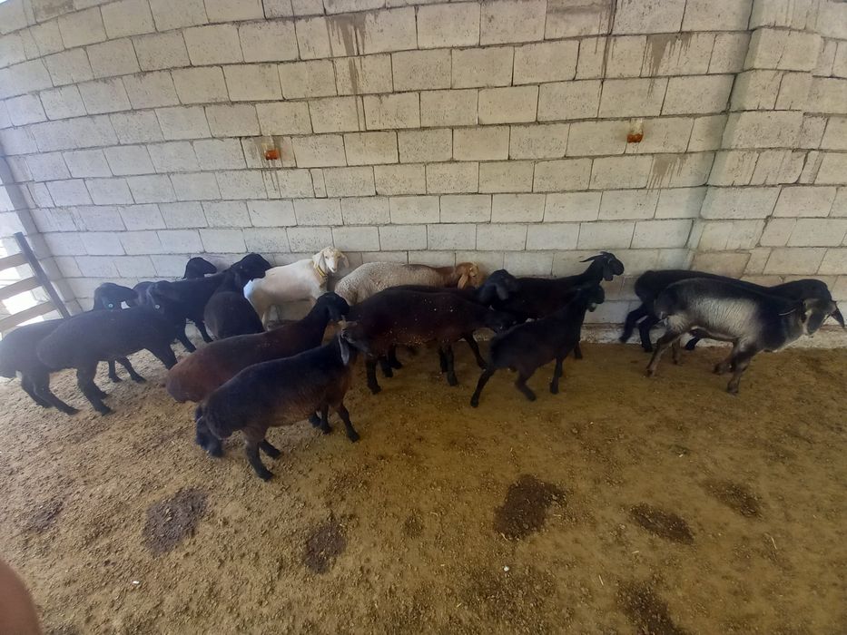 Quchqorlar sotiladi