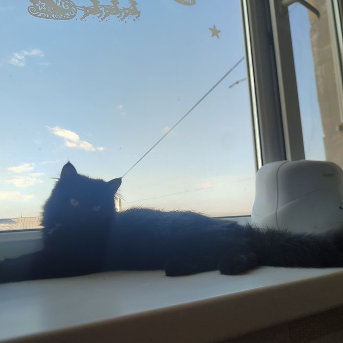 В добрые руки!!!