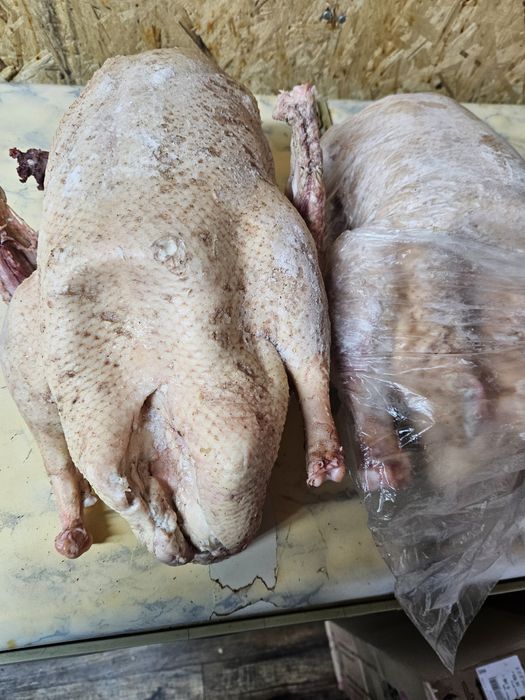 Гуси. Гуси домашние молодие.