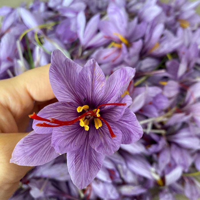 Șofran natural – stigmate uscate, producție locală Sibiu