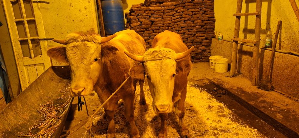 Сменталь новос сотилади