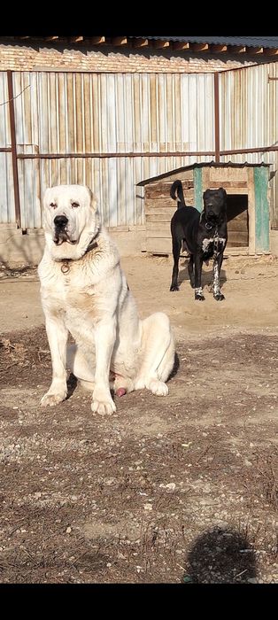 Осы кушиктер сатылады