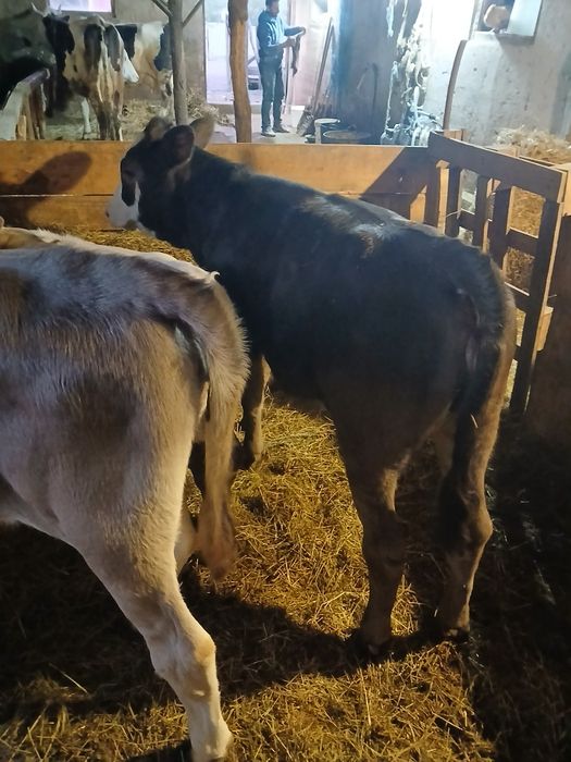 De vânzare două vitele foarte frumoase