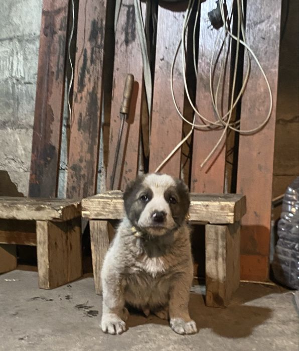 Сатылады алабай торг бар