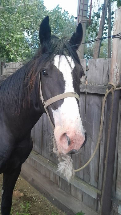 Жылқы сатылады  Еркек