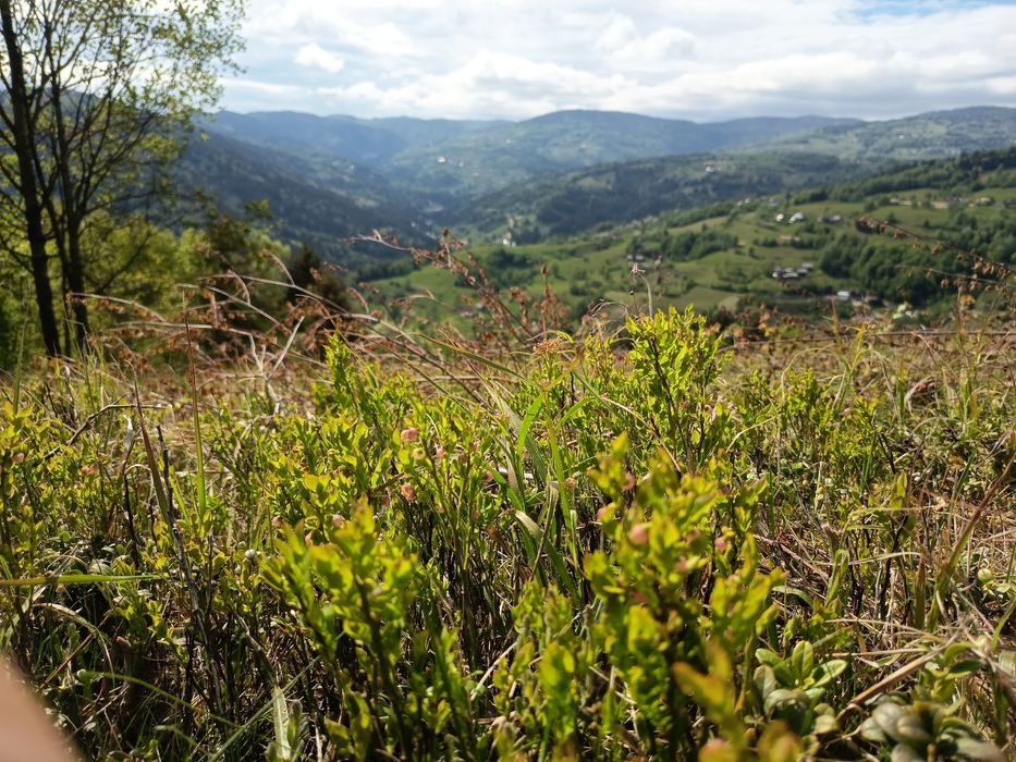 Teren  Comuna Horea-Alba