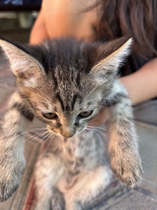 Отдадим котят в хорошие руки