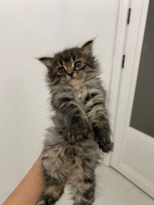 Отдам котенка в хорошие руки