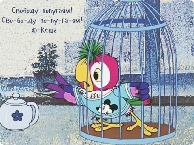 Пара попугай волнистый