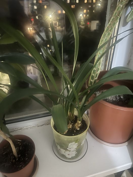 Комнатные цветы