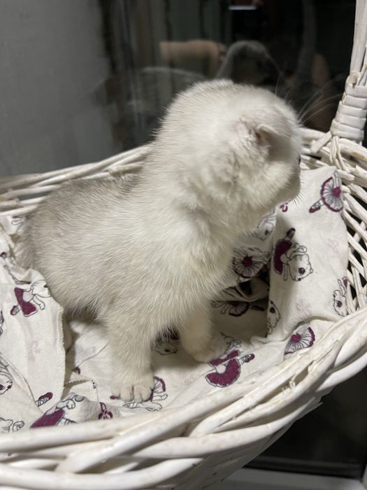 Котята blue point шиншилы британские