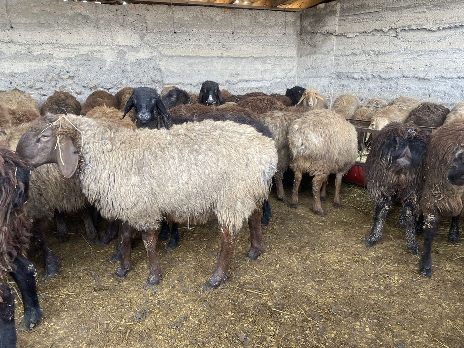 Продам жирных (тохтушек)