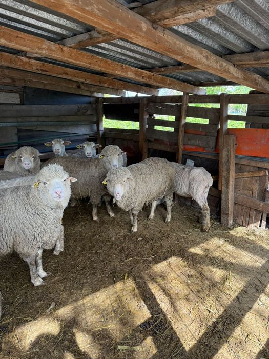 Продам Баранов с ягнятами