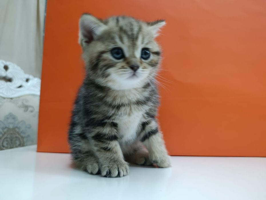 Котята шотландские