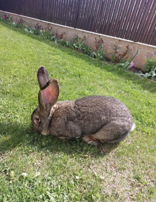 Mascul UG-disponibil pentru monte