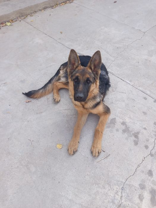 Овчарка немецкая