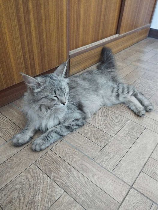 Отдам в добрые руки котята / Продаётся котята / Самарканд