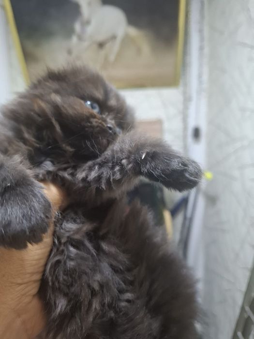 Продаются шотладские вислоухие котята