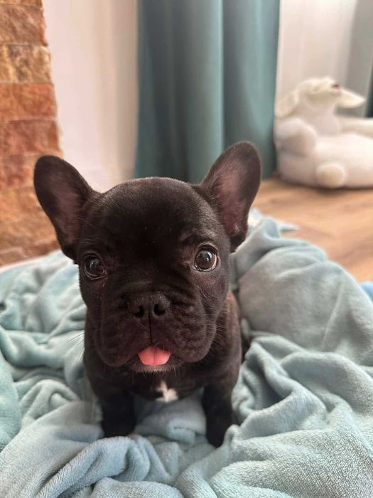 Bulldog francez royal