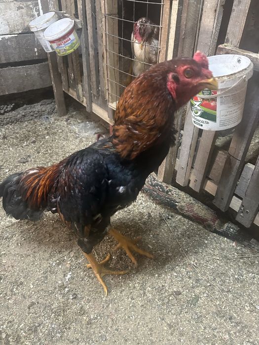 Продам дакана иньский