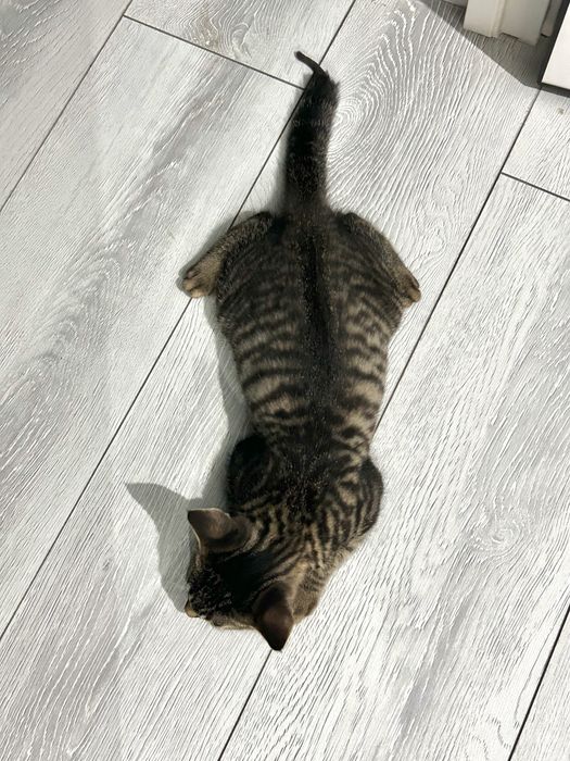 шотландский котенок