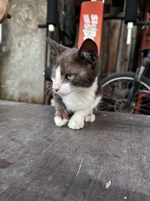 Отдам котят в добрые руки