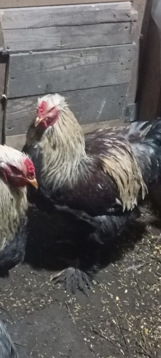 Cocoș brahma silver orange