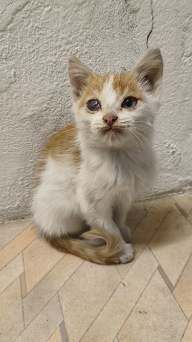 Отдам кота доставим сами куда надо