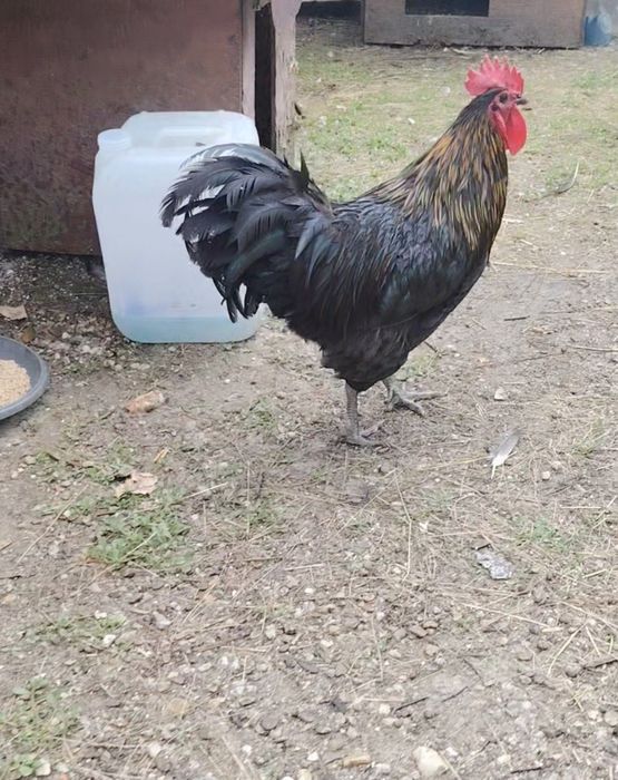 Cocos Australorp.