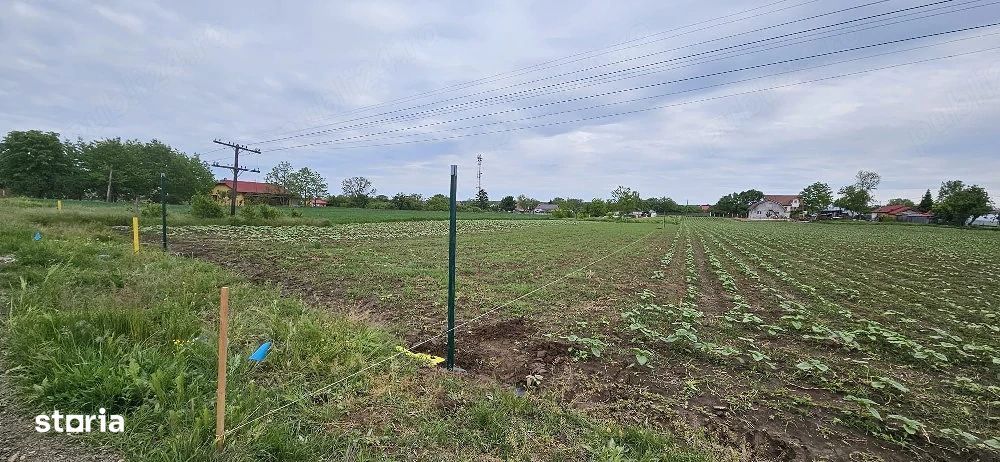 Teren intravilan 1.000 mp | Moara Vlăsiei | Strada Berzei