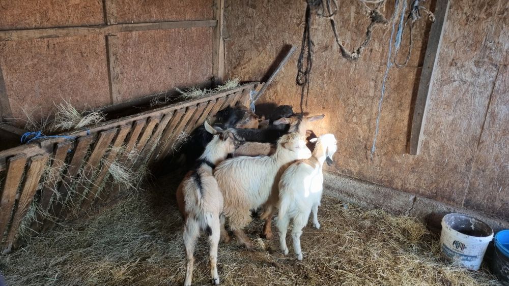 Iezi castrați de anul ăsta