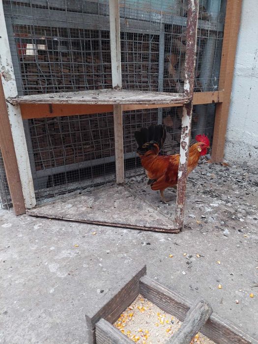 Vand o pereche de gainuse americane