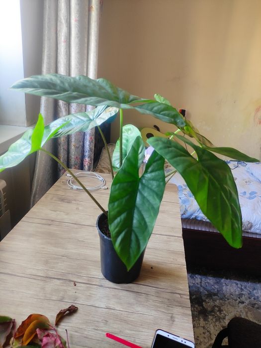 Алоказия коразон  красивый сорт